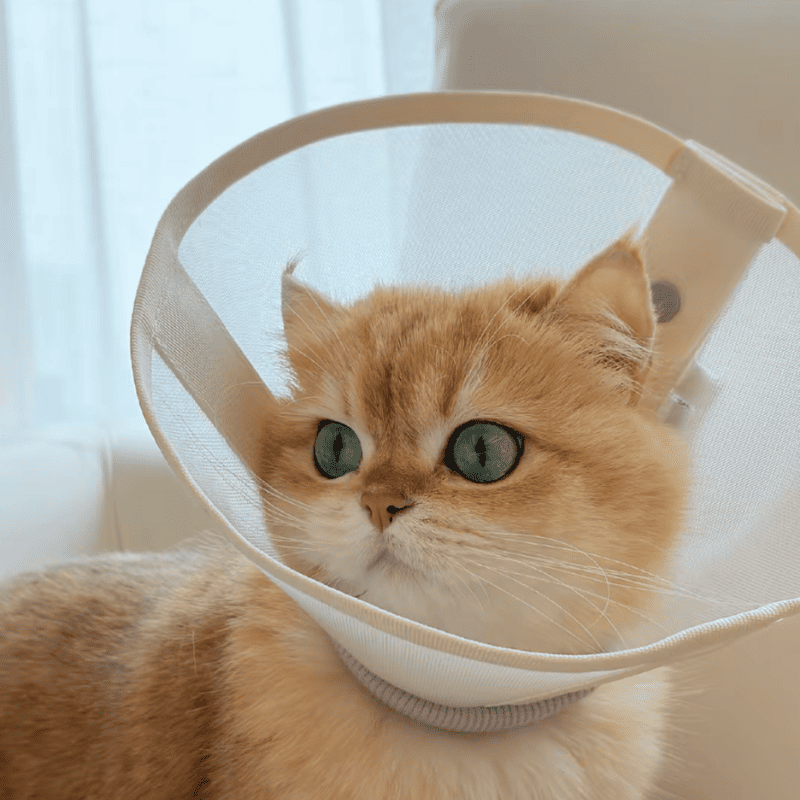 Stress-Free Recovery Collar