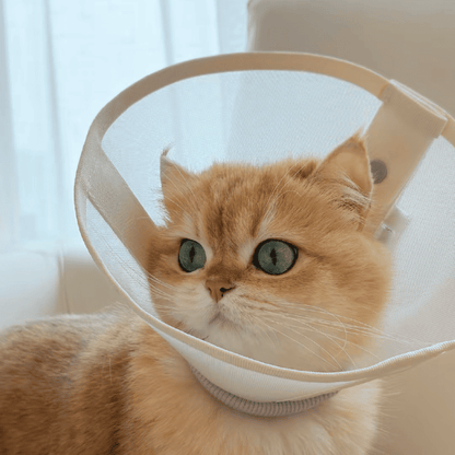Stress-Free Recovery Collar