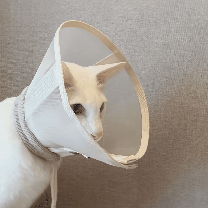 Stress-Free Recovery Collar