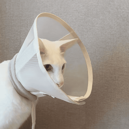 Stress-Free Recovery Collar